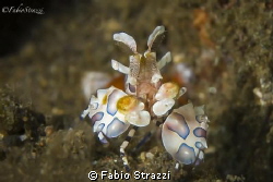 Arlequin shrimp
Canon 60d
Macro Canon 100mm
2x Inon z240 by Fabio Strazzi 